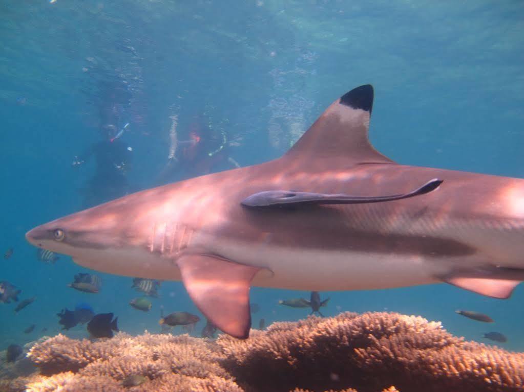 Ombak Dive Resort Pulau Perhentian Kecil Εξωτερικό φωτογραφία